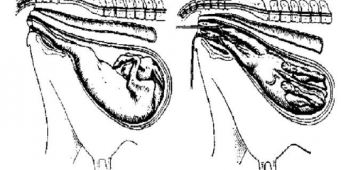 Krvavi iscjedak iz krave: od trudnice, nakon teljenja